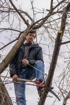 Man climbing high on an apple tree with pruner against sky. Pruning of fruit  Foto stock