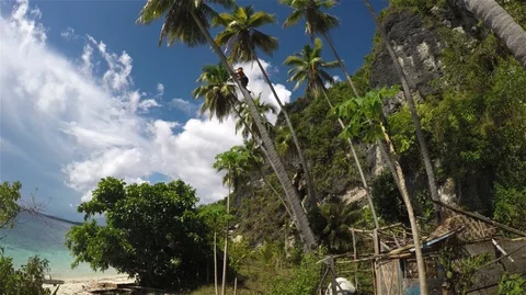 Man climbing high coconut tree at the beach Stock Footage 94232570