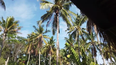 Man climbing on a high palm tree to get coconuts, covid, Bali, 4K Stock Footage 158610201