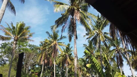 Man climbing on a high palm tree and falling coconut during covid, Bali, 4K Stock Footage 158610278