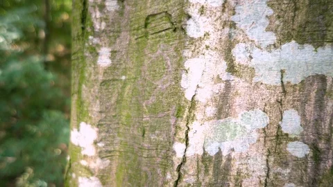 Man is climbing on a hill in forest Video stock 96133363