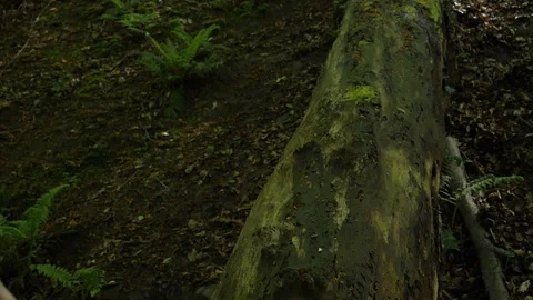 Man Climbing Over Fallen Tree In Forest Stock Footage 91184724