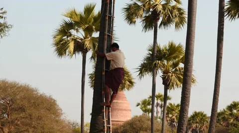 Man climbing up to a palm Tree in Bagan area of Myanmar Stock Footage 62462612