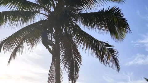 Man Climbing Palm Tree Knocking Down Coconuts Stock Footage 240885436