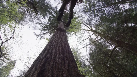 Man Climbing Redwood Tree Vídeos de archivo 80169088
