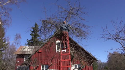 Man climbing into tree and trimming it Stock Footage 67666576