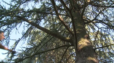 Man climbing on tree Stock Footage 8693410