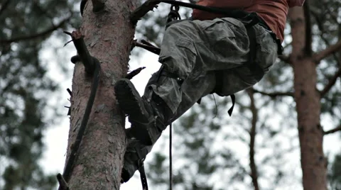 MAN CLIMBING ON THE TREE Stock Footage 68755775