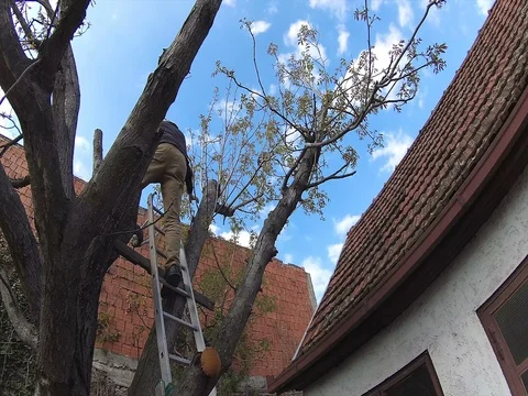 Man is climbing up on the tree with ladders,rescuing a cat Stock Footage 77862369