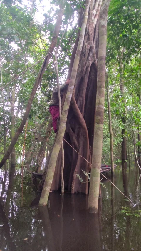 Man climbing up the tree in the middle of flooded Amazon jungle. Treck on tree. 스톡 동영상 309317135
