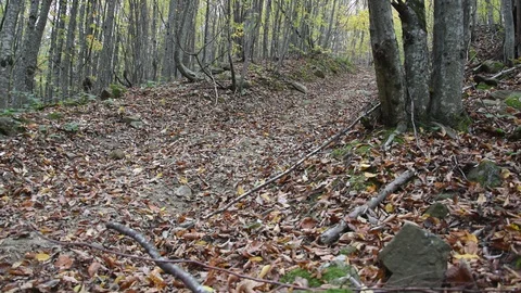A man climbs a climb in the forest. Stock Footage 128524494