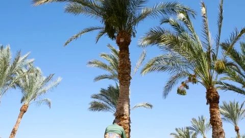 Man climbs on a date palm Stock Footage 76449851