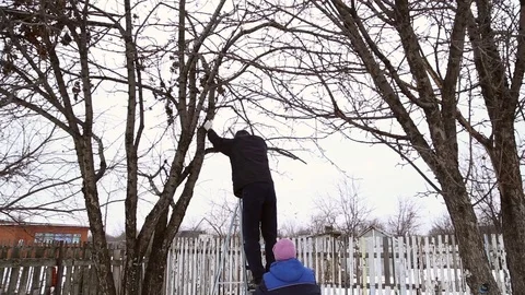 A man climbs the ladders on the apple tree Stock Footage 70206132