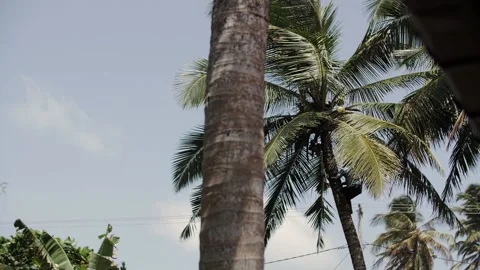 A man climbs a palm tree Stock Footage 202728654