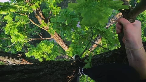 A man climbs a tall tree, camera on his head, sunny weather, oak Stock Footage 202103609