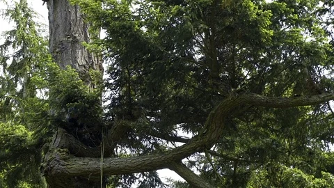 Man climbs tree in  Deception Pass Bridge State Park Stock Footage 73527390