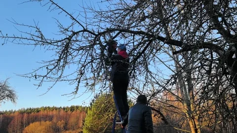 Man climbs tree to pick fruit while another watches at a farm during sunset Stock Footage 329906264