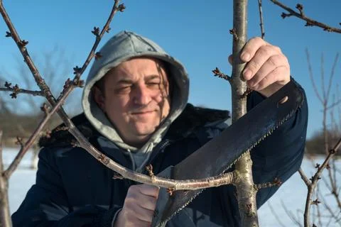 A man is closely working on pruning tree branches during winter. He is focu.. Stock Photos