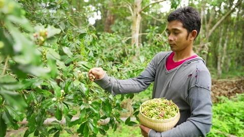 Man clove farmer handpicking clusters of clove buds and stem on farm Stock Footage 282019207