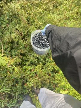 A man collected a bucket of blueberries in the forest Stock Photos
