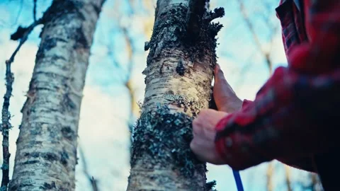 Man Collecting Birch Sap Stock Footage 346069628