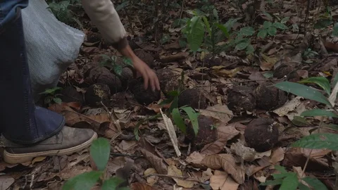 Man collecting brazil nuts on the Amazon rainforest ground Stock Footage 128778148