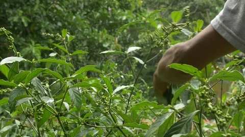 Man Collecting Chacruna Stock Footage 87773176