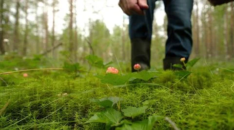 Man collecting cloudberry from bush in the forest Stock Photos