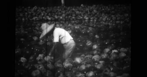 Man collecting coconuts from water Stock Footage 43453228