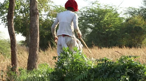 Man collecting cut tree branches on a pile at field in Jodhpur. Stock Footage 50237466
