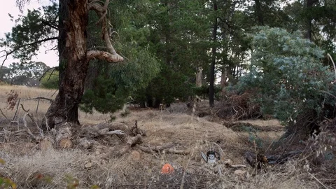 Man collecting dry tree branches in the forest Vidéo 94882122