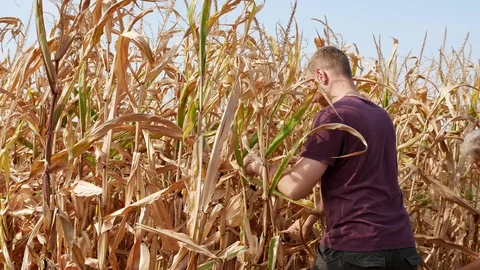 A man collects corn with his hands in the fields. Sunny day. Work with his hands Stock Footage 115948987
