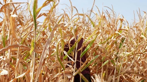 A man collects corn with his hands in the fields. Sunny day. Work with his hands Stock Footage 115949229