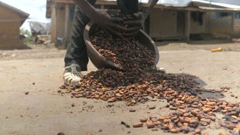 A man collects dried cocoa beans in a basin in the village, in Ivory Coast Stock Footage 221561237