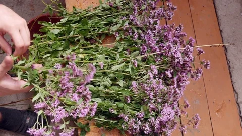 Man collects herbs Video stock 80359057