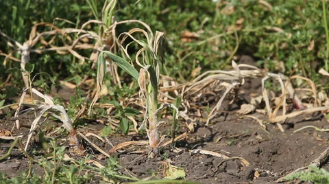 A man collects onions crop pulling Stock Footage 65365011