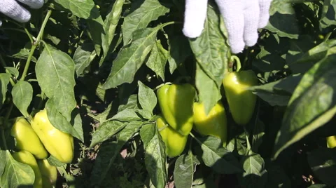 Man collects pepper crop Stock Footage 65351757