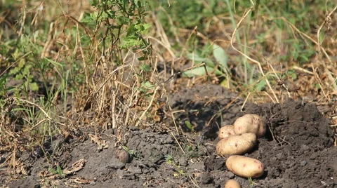 A man collects the potato crop Stock Footage 65366558
