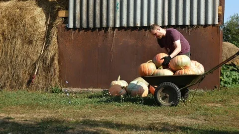 A man collects pumpkins in a field. Sunny day. Work with hands. Stock Footage