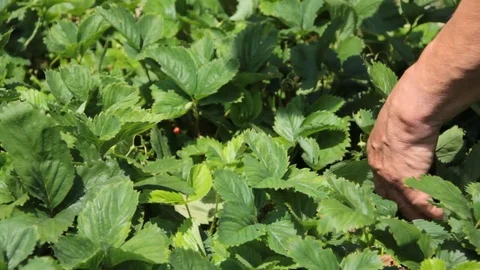 Man collects strawberries Stock Footage