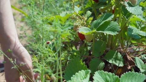 A man collects strawberries Stock Footage 134538542