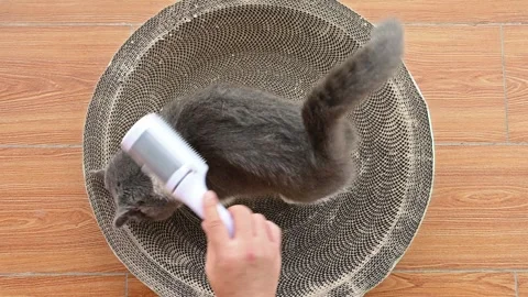 Man combing a cat gently at horizontal composition Stock Footage 244968380