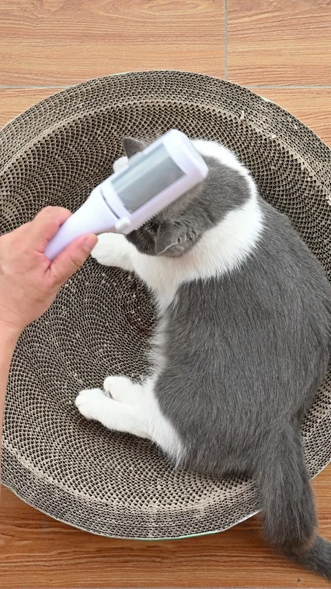 Man combing a cat gently at vertical composition Stock Footage 244863205