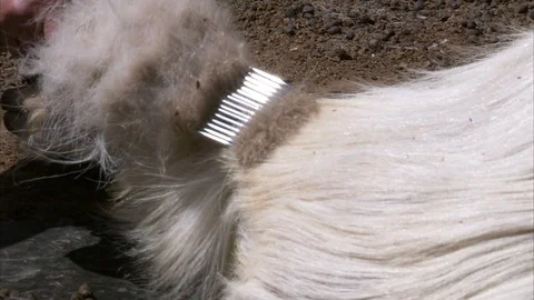 Man combing a chinese goat Stockbeeldmateriaal 88334217