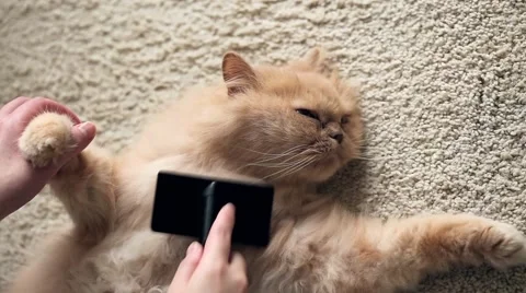 Man combing fur of a  persian cat Stock Footage 46270210