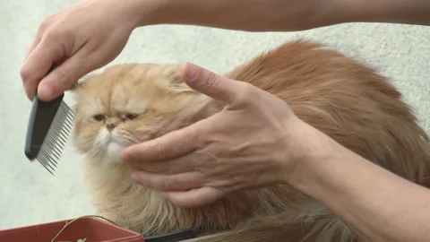 Man Combing Fur Of A Persian Cat. Stock Footage 130504262