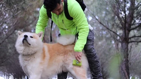 Man combing his dog in the park Stock Footage 129811141