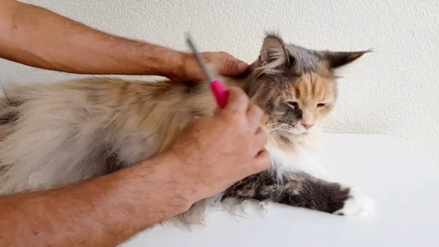 Man combing Maine Coon Cat Stock Footage 78132371