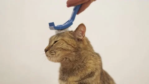 Man combing a muzzle of red cat. Stock Footage 140362183