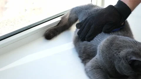 A man combs the cat's fur with special glove and comb. Video stock 179664345
